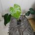ランキングキーワードに紐づく投稿画像-観葉植物