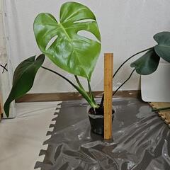 〖観葉植物〗モンステラの画像