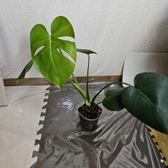 〖観葉植物〗モンステラの画像