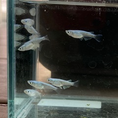 みゆきメダカ10匹で400円の画像