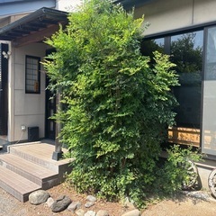 庭木の剪定及び回収の画像