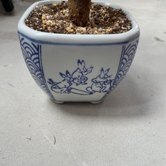 観葉植物　パキラ　鉢付きの画像