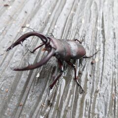 ノコギリ大型水牛 64mmの画像