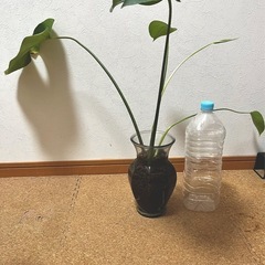 モンステラの画像