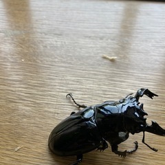 タランドゥスオオツヤクワガタペア③(♂B品)の画像
