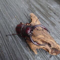 ノコギリ水牛オス２匹 60mmと61mmの画像