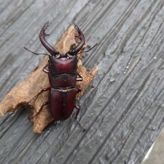 ノコギリ水牛オス２匹 60mmと61mmの画像