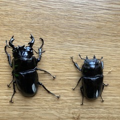 タランドゥスオオツヤクワガタペア④の画像