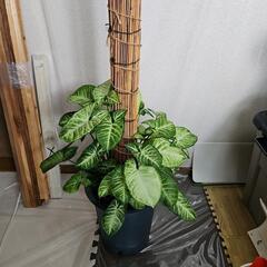 〖観葉植物〗シンゴニウム　支柱仕立ての画像