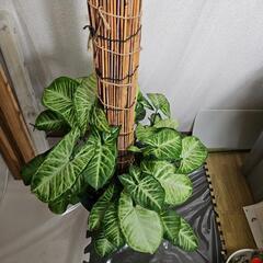 〖観葉植物〗シンゴニウム　支柱仕立ての画像