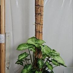 〖観葉植物〗シンゴニウム　支柱仕立ての画像