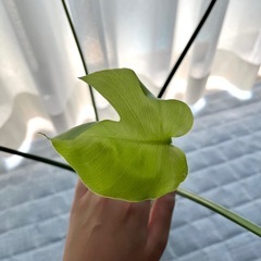 モンステラ(水耕)の画像