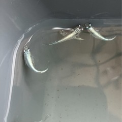 🌸ネプチューンシルバータイプ若魚6匹セット🌸の画像