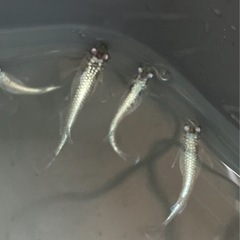 🌸ネプチューンシルバータイプ若魚6匹セット🌸の画像