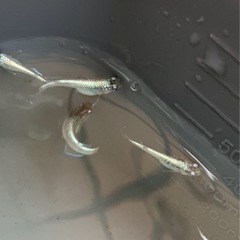 🌸ネプチューンシルバータイプ若魚6匹セット🌸の画像