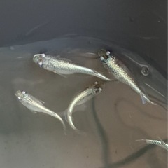 🌸ネプチューンシルバータイプ若魚6匹セット🌸の画像