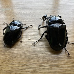 タランドゥスオオツヤクワガタペア⑤の画像
