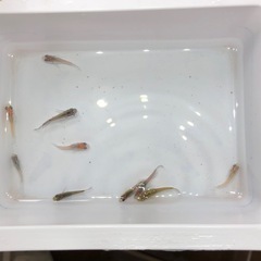 ダルマMIXメダカ②🐟若魚　10匹の画像