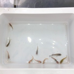 ダルマMIXメダカ②🐟若魚　10匹の画像