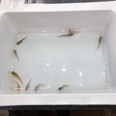 ダルマMIXメダカ②🐟若魚　10匹の画像