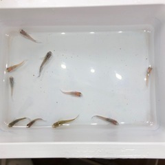 ダルマMIXメダカ②🐟若魚　10匹の画像