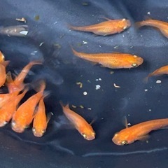 メダカ　皇帝半ダルマの画像