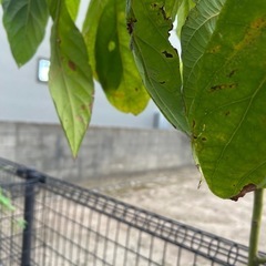 鉢付きアボガド実生苗の画像