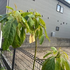 鉢付きアボガド実生苗の画像