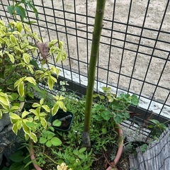 鉢付きアボガド実生苗の画像
