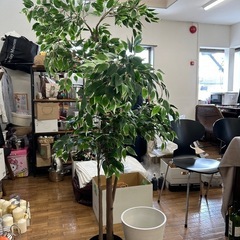 涼しげな葉の観葉植物（フェイク）の画像