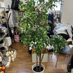 涼しげな葉の観葉植物（フェイク）の画像