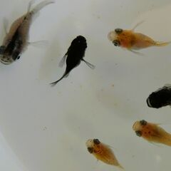 No.124【①ダルマメダカ　針子～稚魚 5匹 500円】の画像