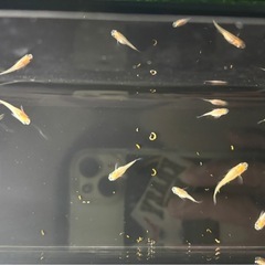 松井楊貴妃ヒレ長10匹 メダカの画像