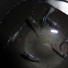 めだか（SC1000）９匹の画像