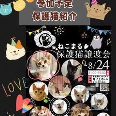 😻ねこまる😻保護猫譲渡会🐈🐈‍⬛🐾🐾　　ファミーユ尾ノ上ホール