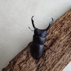 天然コクワガタ 大型オス45mmと46mmの画像