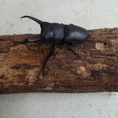 天然コクワガタ 大型オス45mmと46mmの画像