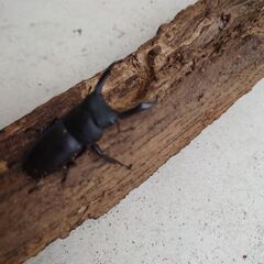 天然コクワガタ 大型オス45mmと46mmの画像