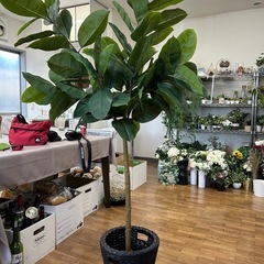 ゴムの木（フェイク観葉植物）の画像