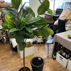 ゴムの木（フェイク観葉植物）の画像