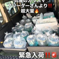 めだか緊急大量入荷しました‼️♢名古屋改良メダカ直売所♢NMB本店♢