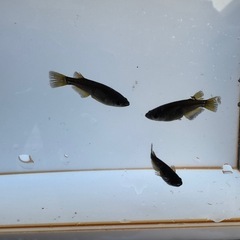 メダカ　カイジ 　オス1メス2の画像