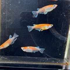 メダカ　豆紅EVO（ビーンズレッド）　オス1メス3の画像