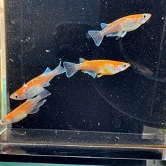 メダカ　豆紅EVO（ビーンズレッド）　オス1メス3の画像