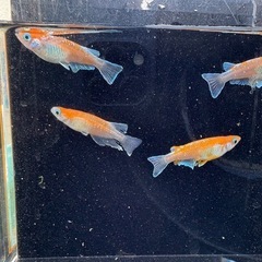 メダカ　豆紅EVO（ビーンズレッド）　オス1メス3の画像