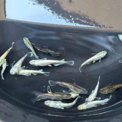 メダカ　飛輪　5匹価格の画像