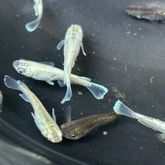 メダカ　飛輪　5匹価格の画像
