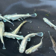 メダカ　飛輪　5匹価格の画像