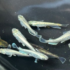 メダカ　飛輪　5匹価格の画像