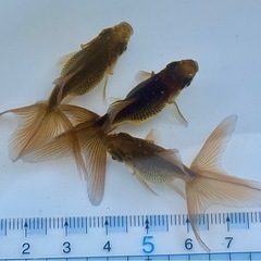 【Lセット】金魚3匹セット（※特徴あり）の画像